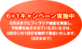 6+1キャンペーン実施中